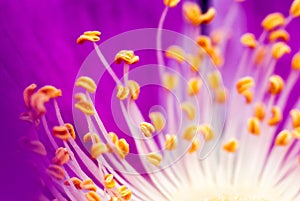 Purple jelly flowers are close up