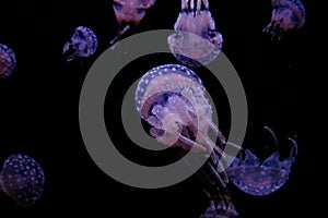 Purple jellyfish