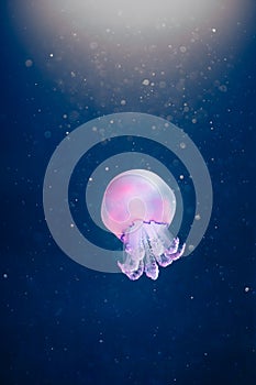 Purple jellyfish rhizostoma pulmo underwater