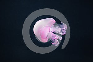 Purple jellyfish rhizostoma pulmo underwater photo