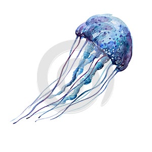 Purple jellyfish. Sea dweller Watercolor. Isolated object on white background.