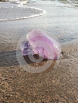 Purple jellyfish by seashore