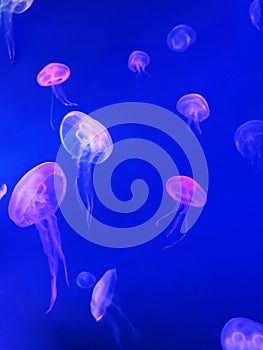 Purple jellyfish swimming in blue water