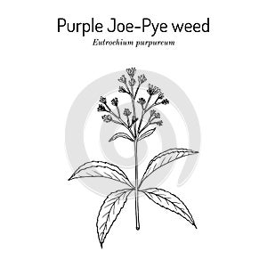 Purple Joe-Pye weed Eutrochium purpureum , medicinal plant