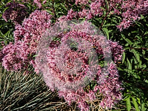 Purple Joe-Pye weed or Sweetscented joe pye weed (Eupatorium purpureum) flowering with purplish flowers in large