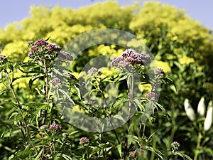 Purple Joe-Pye weeds or kidney roots, Eupatorium purpureum, blooming