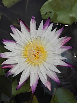 Purple joy, waterlilly , flower , lotus