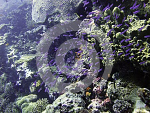 Purple juvenile fish swarm