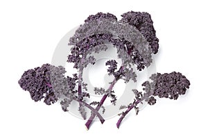 Purple kale leaves
