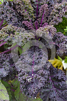 Purple Kale Plant