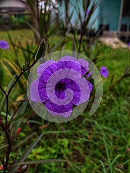 The Beauty of Purple Kencana Flowers photo