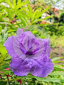 Purple kencana plant or ruellia simplex