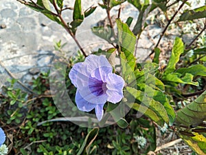 Purple kencana (Ruellia tuberosa L.) or commonly known as minnieroot is purple and has green leaves