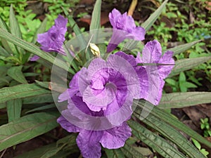 Purple Kencana Ruellia Turberosa Blooming