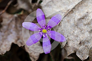 Purple kidneywort between old leaves photo