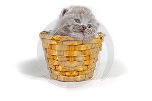 Purple kitten sitting on a white background in a wicker basket. Age two weeks