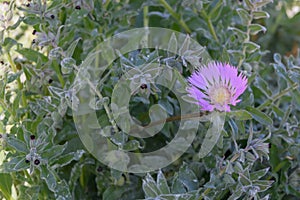 Purple Knapweed Centaurea pullata, within Nonea erecta