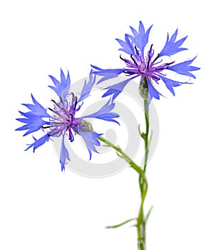 Purple knapweed flowers isolated on white background. Blue wild cornflower herb or bachelor button flower.