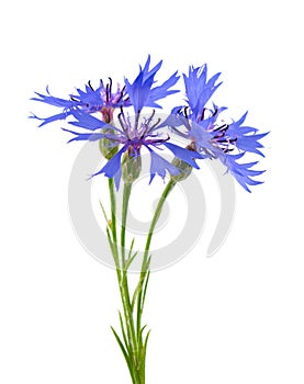 Purple knapweed flowers isolated on white background. Blue wild cornflower herb or bachelor button flower.