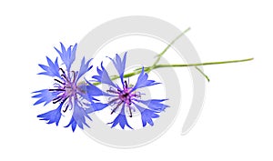 Purple knapweed flowers isolated on white background. Blue wild cornflower herb or bachelor button flower.