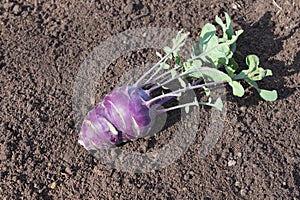 Purple kohlrabi cabbage lies on a bed in the vegetable garden