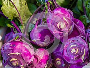 Purple Kohlrabi Cabbage Vegetables