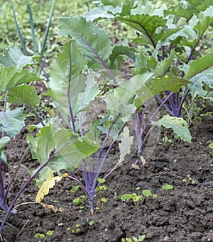 Purple Kohlrabi seedlings German or Cabbage Turnip growing in the garden. Selective focus