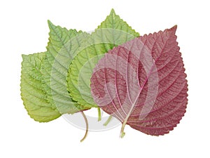 Purple korean Perilla Leaf