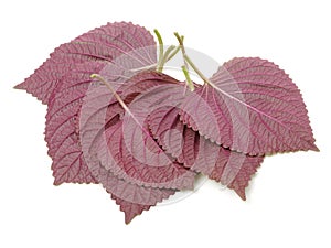 Purple korean Perilla Leaf