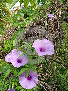 Krangkungan flower that is blooming photo
