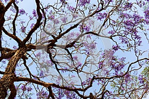 Purple lamboyant flower