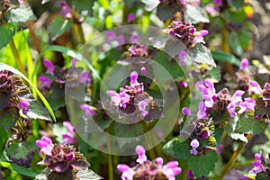 Purple Lamium purpureum flowers in a meadow, close-up