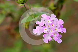 The purple Lantana camara flower