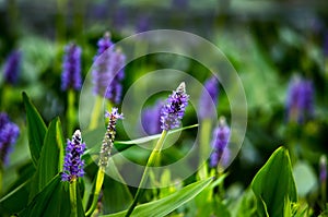 Purple larkspur photo