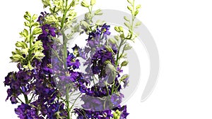 Purple Larkspur (Delphinium sp.) Flower Time-lapse