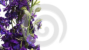 Purple Larkspur (Delphinium sp.) Flower Time-lapse