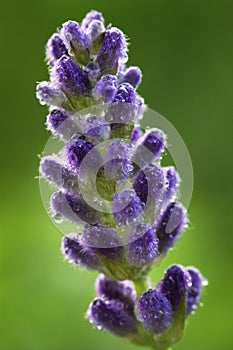 Purple lavendar bloom with dew