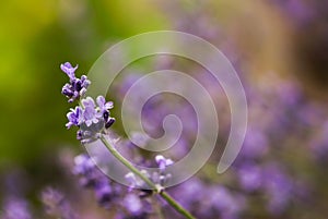 Purple Lavender Blooms