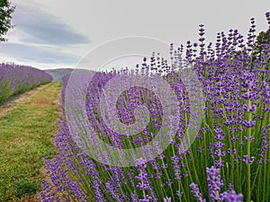 Purple lavender blossom field close up
