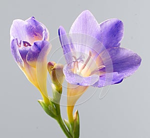 Purple lavender on close-up