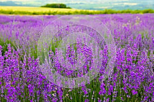 Purple lavender field