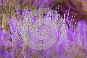 Purple lavender field close-up