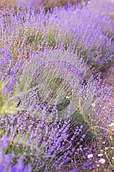 Purple lavender field close-up vertical banner