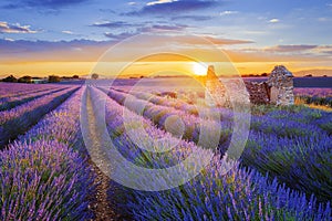 Purple lavender filed in Valensole at sunset