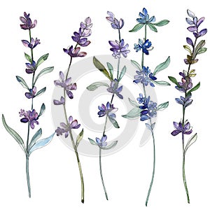 Purple lavender floral botanical flower. Watercolor background illustration set. Isolated lavender illustration element.