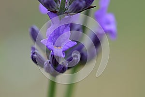 Purple Lavender Floret on Stem