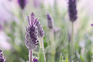 Purple lavender flovers