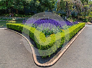 Purple flower Blue Salvia salvia surrounded by a hedge from the Royal Botanical Garden, Sydney New South Wales Australia.