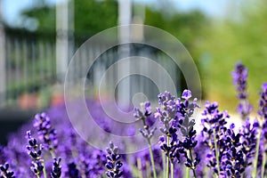 Purple lavender flower closeup in street garden