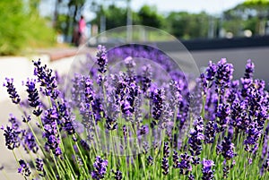 Purple lavender flower closeup in street garden